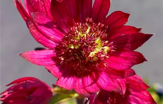 Astrantia major 'Ruby Wedding' Astrantia major 'Ruby Wedding'