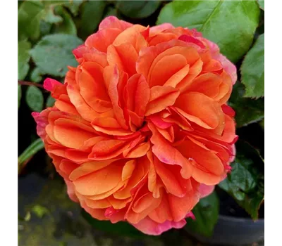 Rosa 'Chippendale' Rosa 'Chippendale'