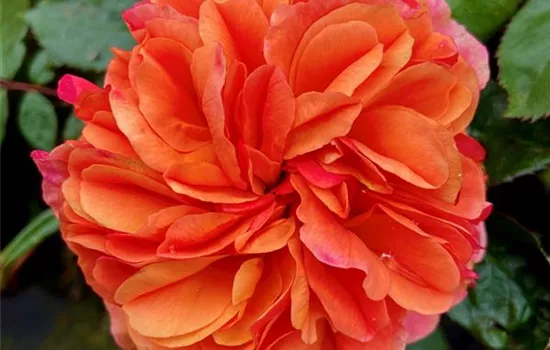 Rosa 'Chippendale' Rosa 'Chippendale'