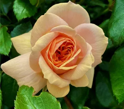 Rosa 'Garden of Roses'
