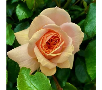 Rosa 'Garden of Roses' Rosa 'Garden of Roses'