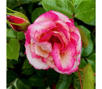 Rosa 'Harlekin' Rosa 'Harlekin'