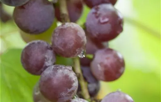 Vitis vinifera 'Suffolk Red' Vitis vinifera 'Suffolk Red'