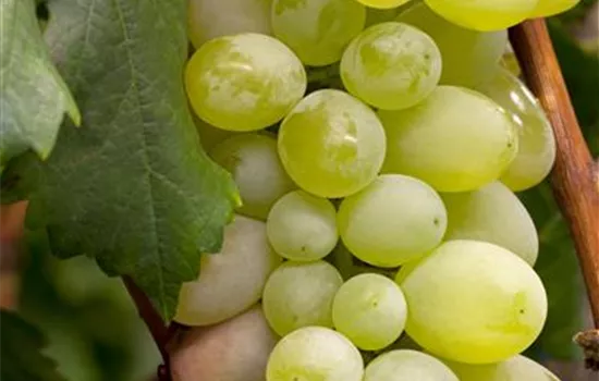 Vitis vinifera 'Arkadia' Vitis vinifera 'Arkadia'