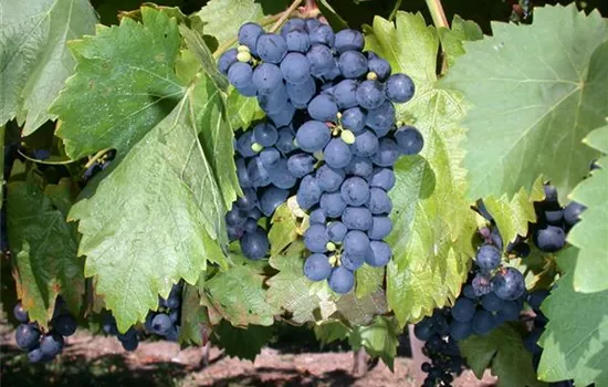 Vitis vinifera 'Kodrianka' Vitis vinifera 'Kodrianka'