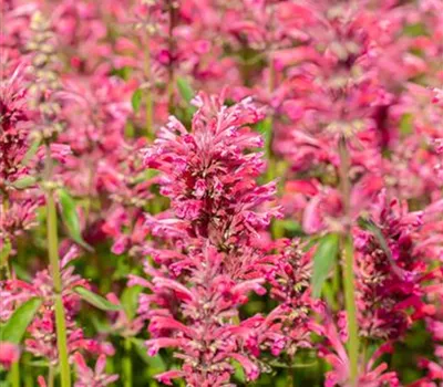 Agastache mexicana 'Morello' Agastache mexicana 'Morello'