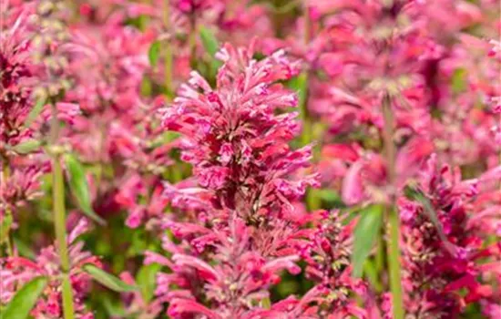 Agastache mexicana 'Morello' Agastache mexicana 'Morello'