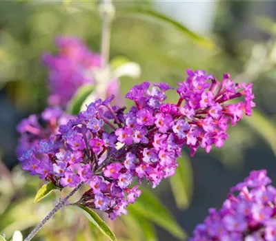 Buddleja x hybrida 'Free Petite Dark Pink' Buddleja x hybrida 'Free Petite Dark Pink'