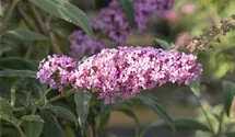 Sommerflieder/ Schmetterlingsstrauch 'Pink Delight'