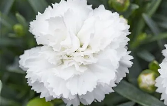 Dianthus plumarius 'Angel of Purity'