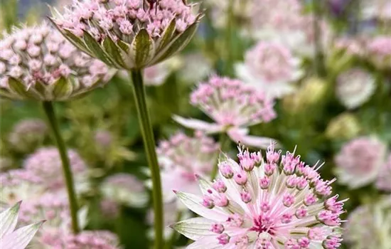 Astrantia major 'Buckland' Astrantia major 'Buckland'