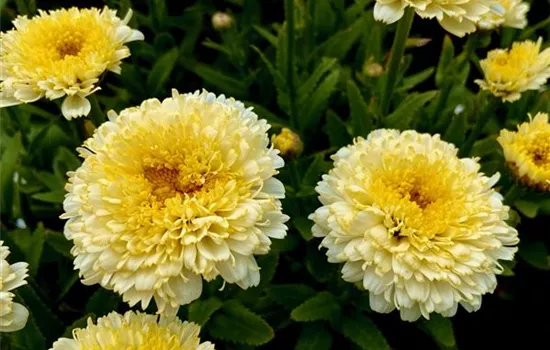 Leucanthemum x superbum 'Luna'