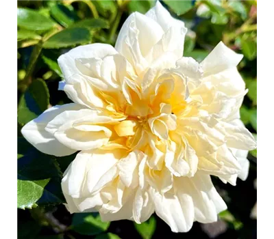 Rosa 'Alberic Barbier' Rosa 'Alberic Barbier'