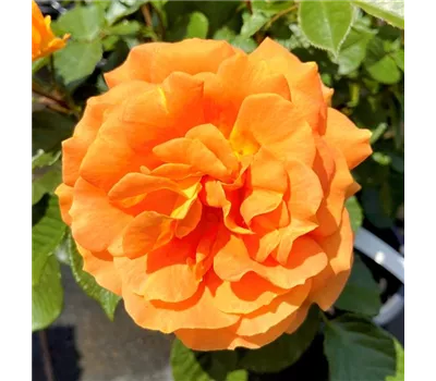 Rosa 'Goldelse' Rosa 'Goldelse'