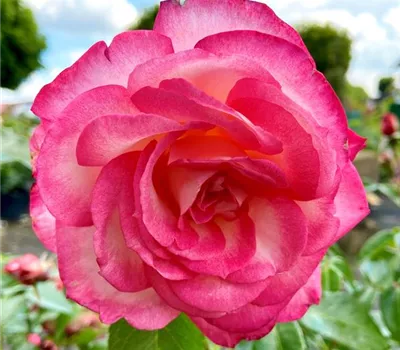 Rosa 'Harlekin'