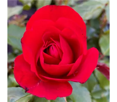 Rosa 'Remembrance' Rosa 'Remembrance'