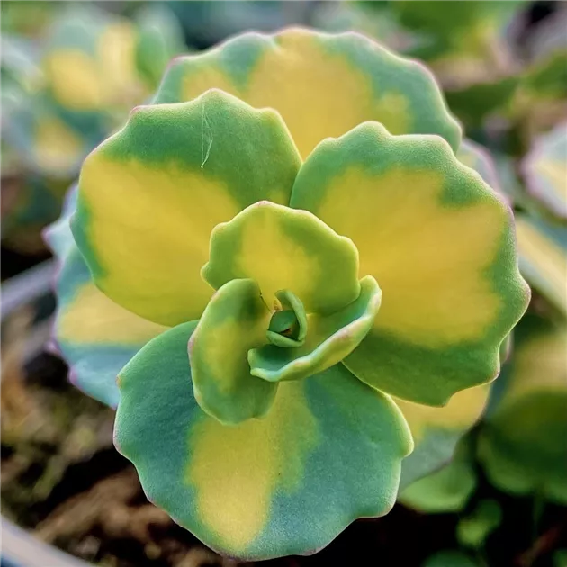 Sedum sieboldii 'Mediovariegatum'