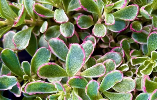 Sedum spurium 'Tricolor' Sedum spurium 'Tricolor'