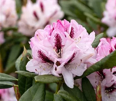 Rhododendron Hybride 'Herbstgruß'  Rhododendron Hybride 'Herbstgruß'