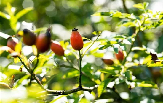 Rosa canina Rosa canina