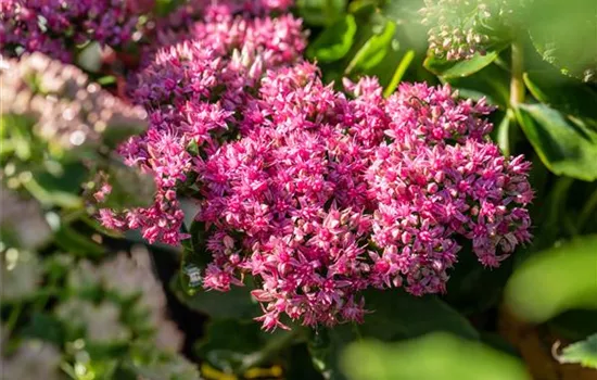 Sedum spectabile 'Hot Stuff' Sedum spectabile 'Hot Stuff'