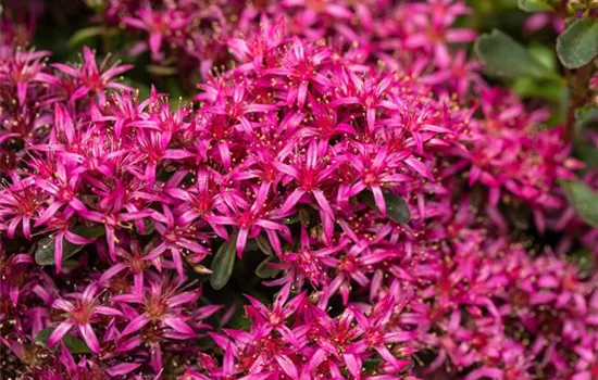 Sedum spurium 'Dragon's Blood' Sedum spurium 'Dragon's Blood'