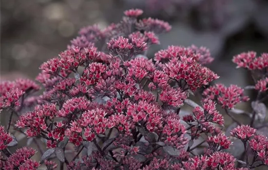 Sedum telephium 'Dark Magic' Sedum telephium 'Dark Magic'