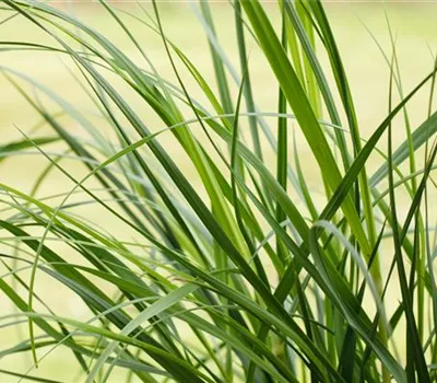 Cortaderia selloana 'Rosea' Cortaderia selloana 'Rosea'