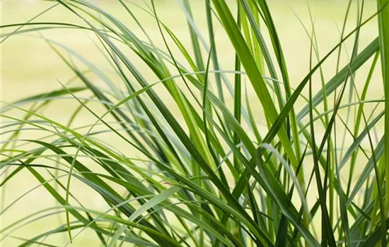 Cortaderia selloana 'Rosea'
