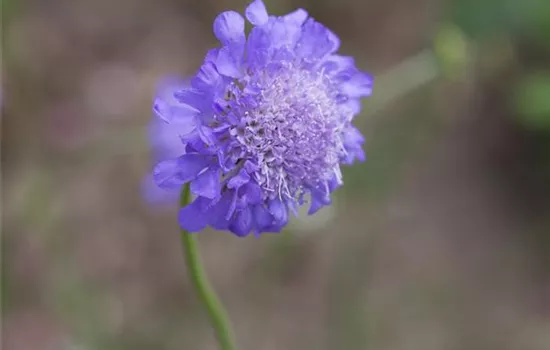 Scabiosa columbaria 'Butterfly Blue' Scabiosa columbaria 'Butterfly Blue'