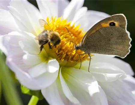 Frühblüher – das Frühlingsbuffet für Biene und Co.