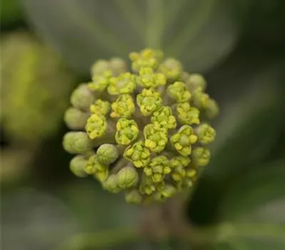 Hedera helix 'Arborescens' Hedera helix 'Arborescens'