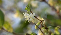 Lonicera purpusii