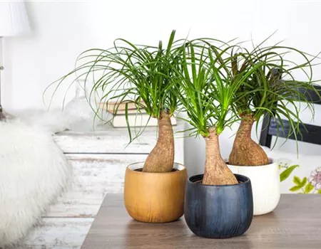 Fußpflege der botanischen Art: Elefantenfuß richtig pflegen