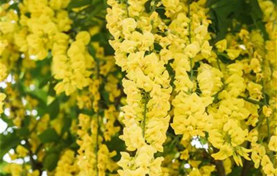 Laburnum watereri 'Vossii' Laburnum watereri 'Vossii'