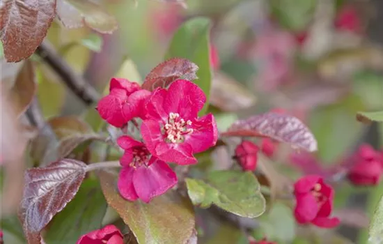 Malus 'Scarlet' Malus 'Scarlet'