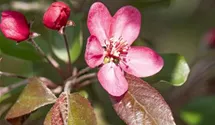 Zierapfel 'Scarlet'