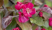 Zierapfel 'Scarlet'