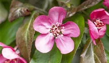 Zierapfel 'Scarlet'