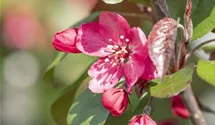 Zierapfel 'Scarlet'