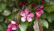 Zierapfel 'Scarlet'