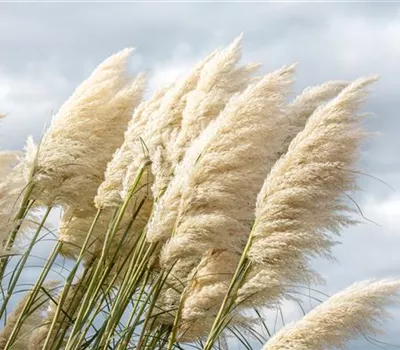 Cortaderia selloana 'Sunningdale Silver' Cortaderia selloana 'Sunningdale Silver'