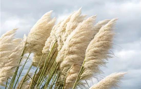 Cortaderia selloana 'Sunningdale Silver'