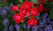 Beetrose 'Black Forest Rose' ®