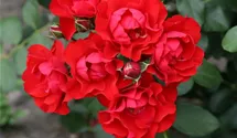 Beetrose 'Black Forest Rose' ®