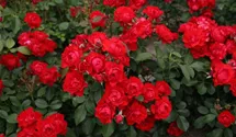 Beetrose 'Black Forest Rose' ®