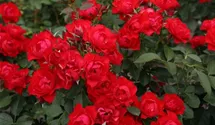Beetrose 'Black Forest Rose' ®
