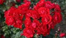 Beetrose 'Black Forest Rose' ®