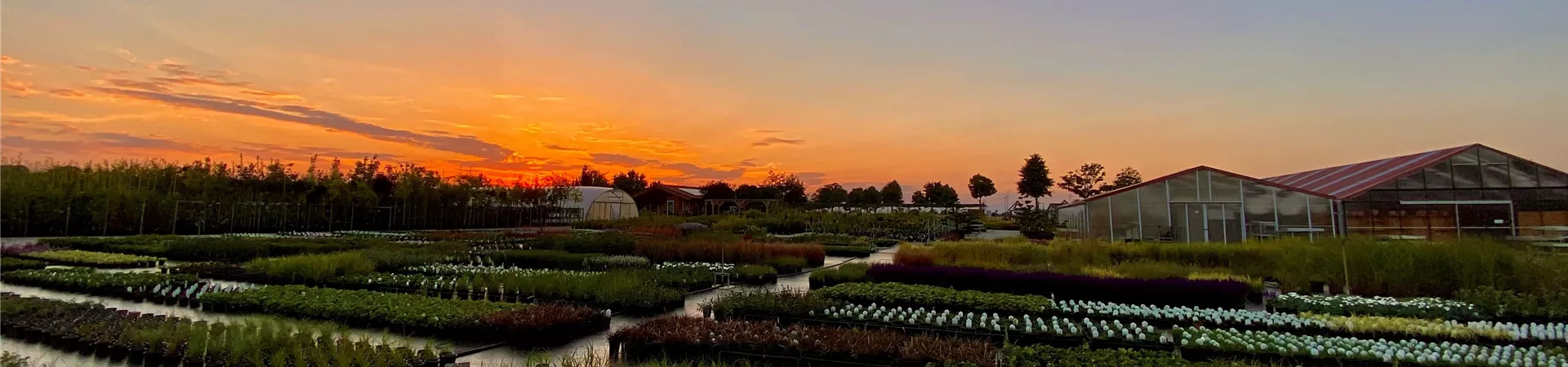 Baumschule_Sonnenuntergang Baumschule_Sonnenuntergang