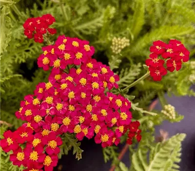 Achillea millefolium 'New Vintage Red' Achillea millefolium 'New Vintage Red'